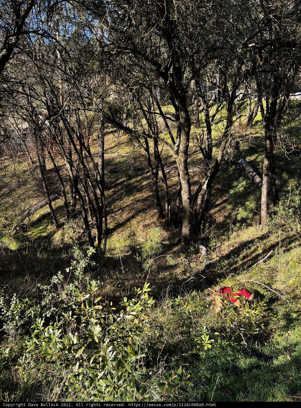 Fiery Companion in the Wild
