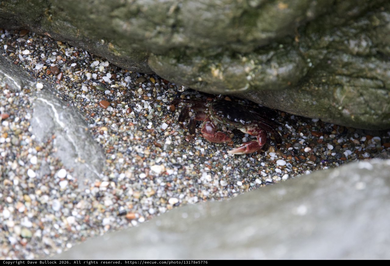Small Crab Hiding Between Rocky Beach Crevices