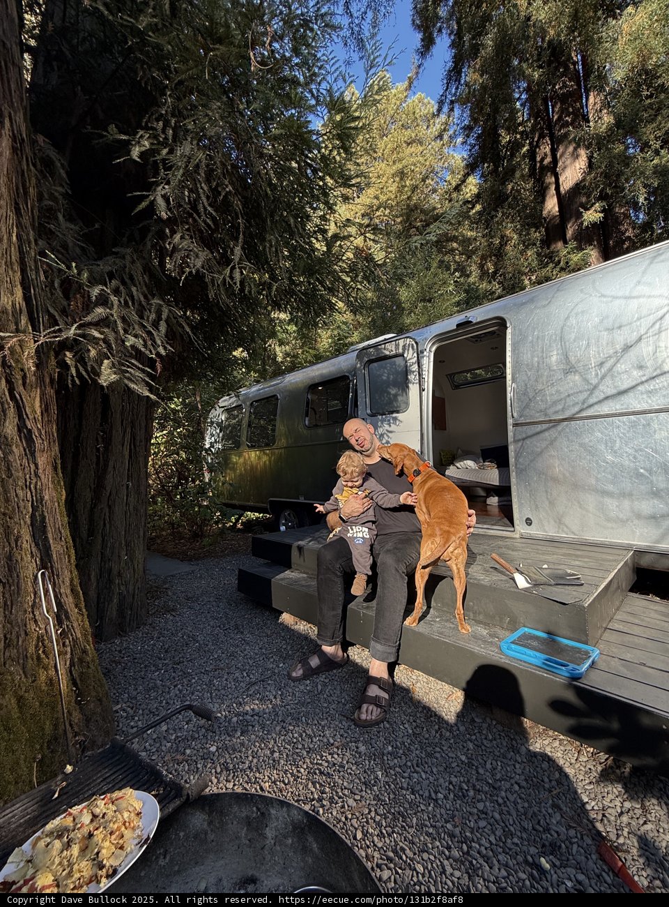 Serenity in the Redwoods