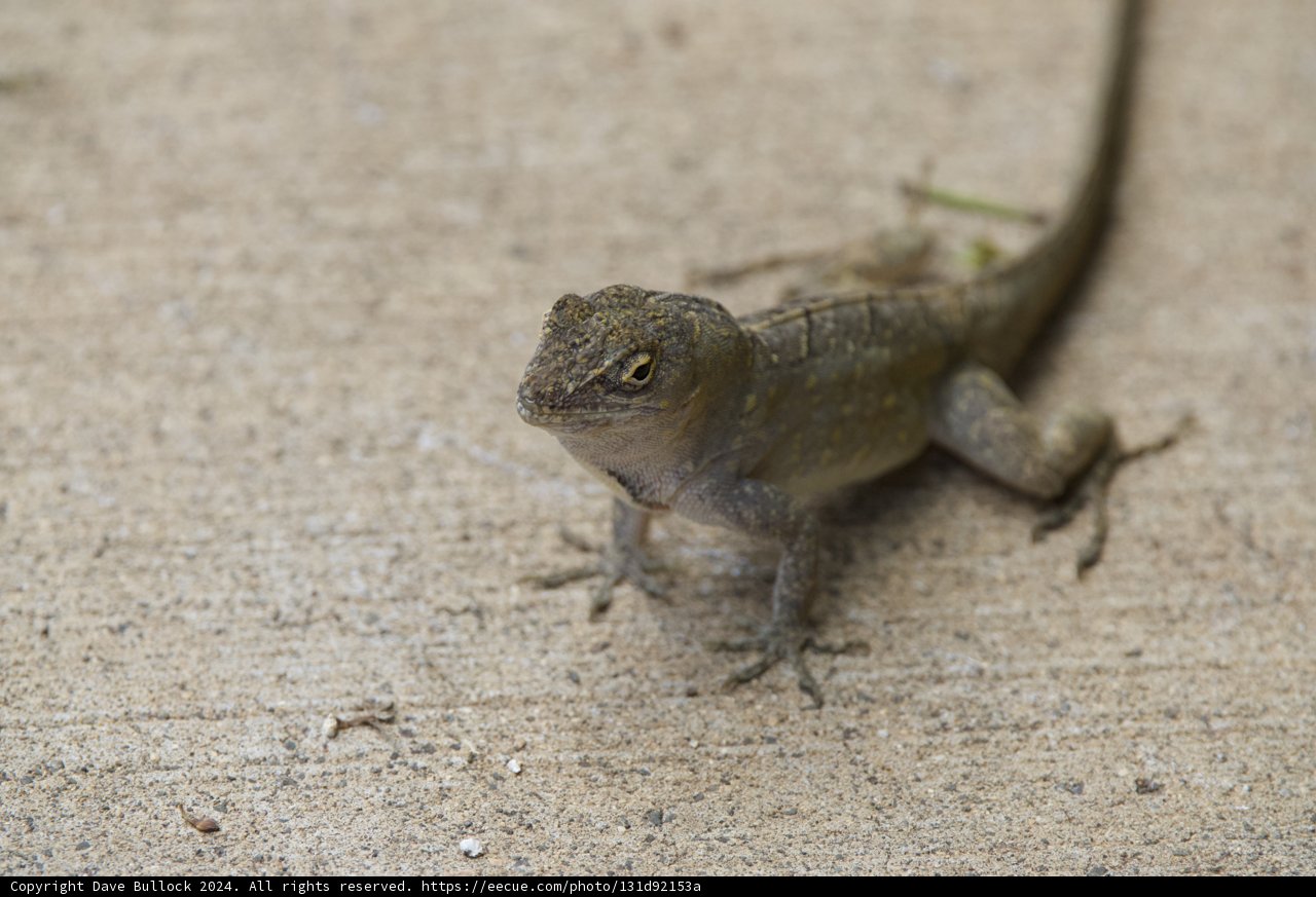 Majestic Stance: Portrait of a Gecko at Honolulu Zoo