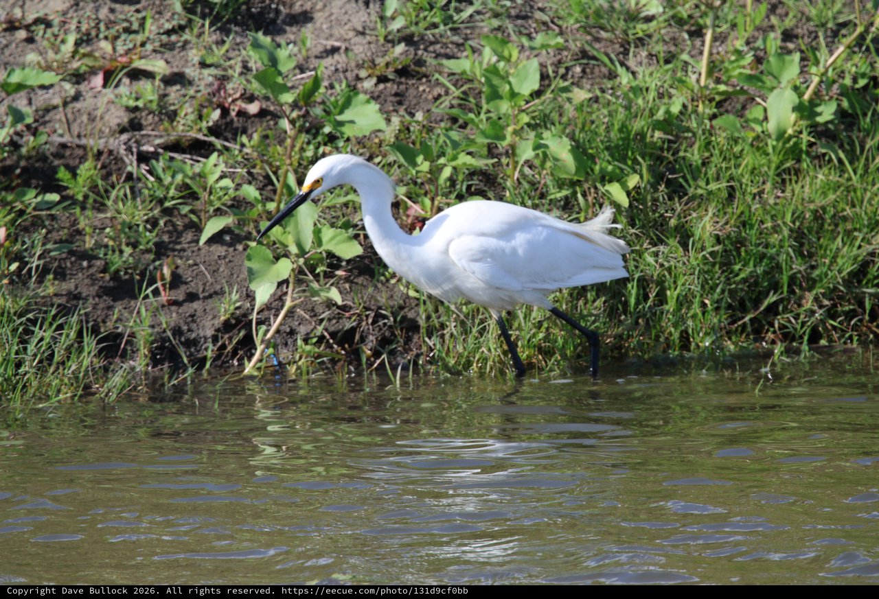 Snowy Egret Foraging Along Wetland Shoreline