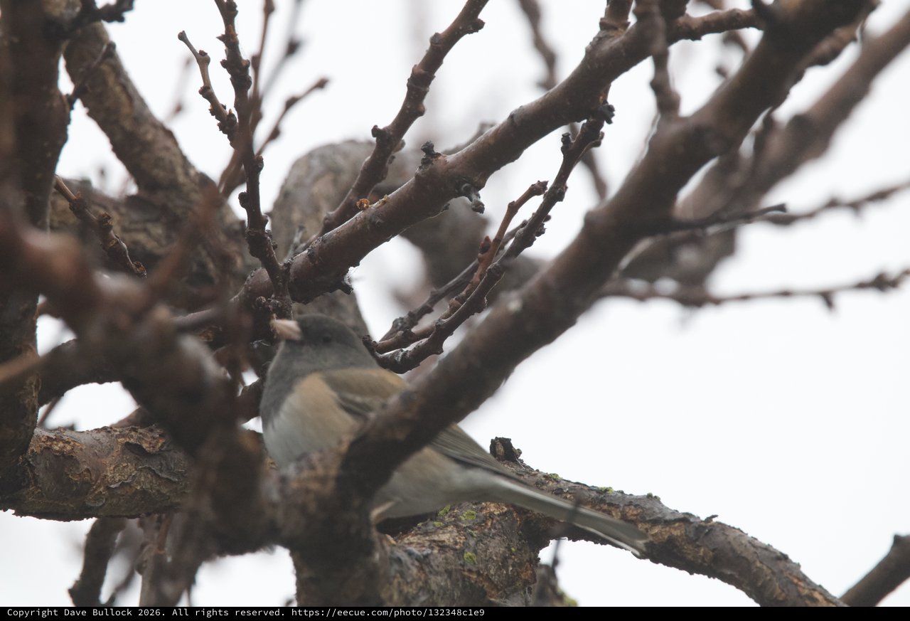 House Sparrows Foraging on Winter Branches
