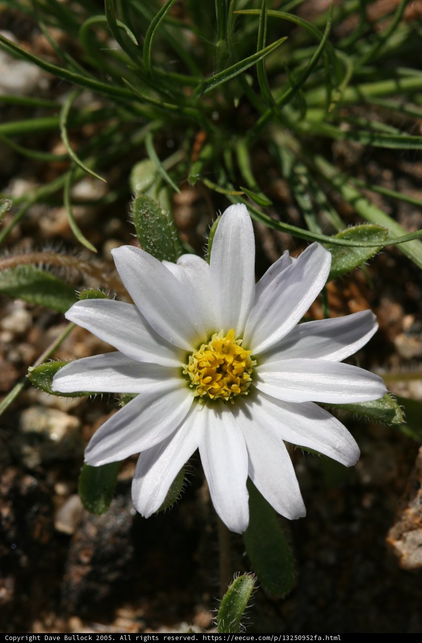 White Daisy in Bloom