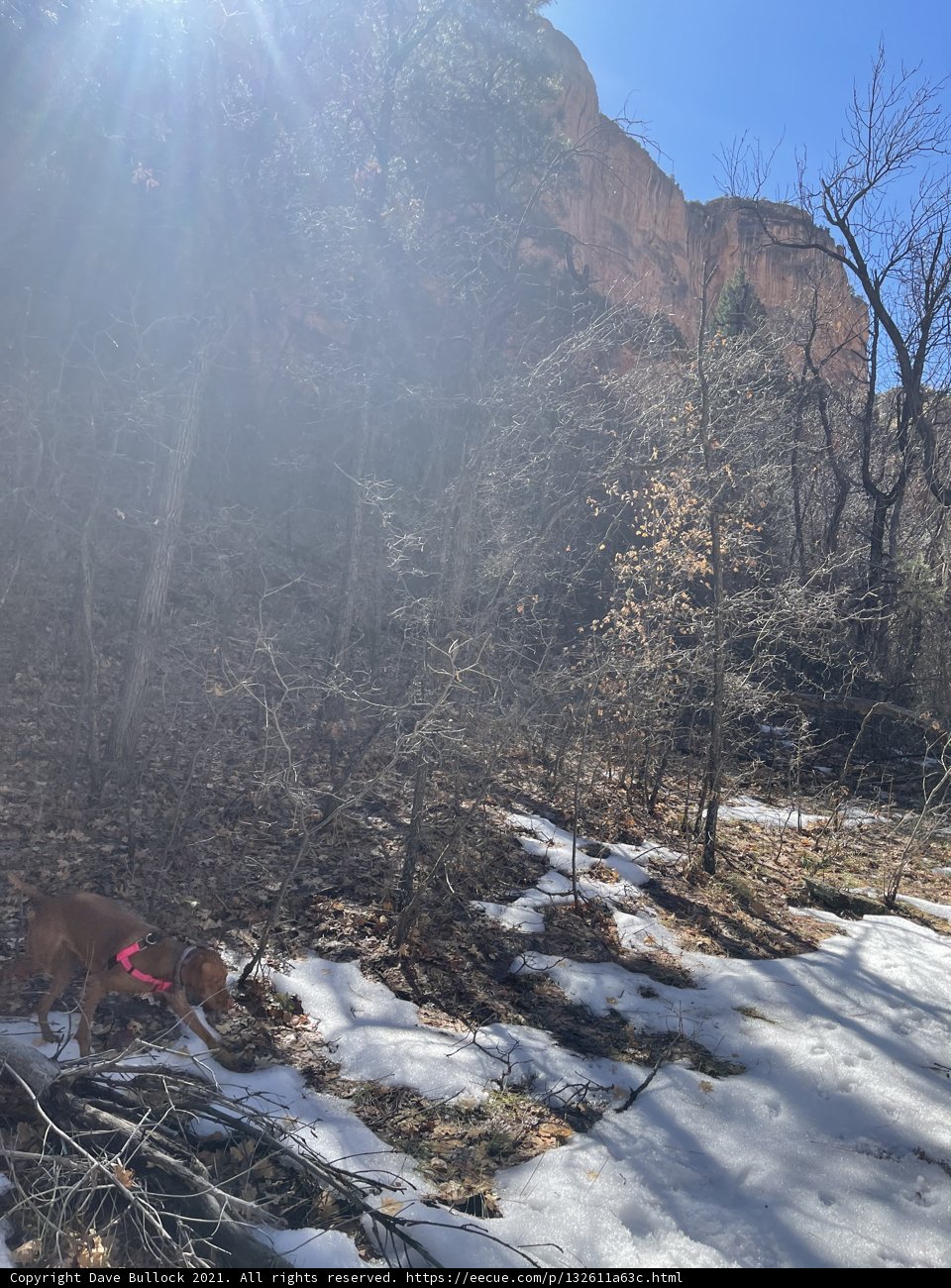 Winter Walk