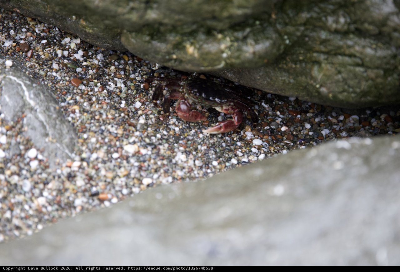 Tiny Crab Hiding Beneath Rocky Beach Boulders