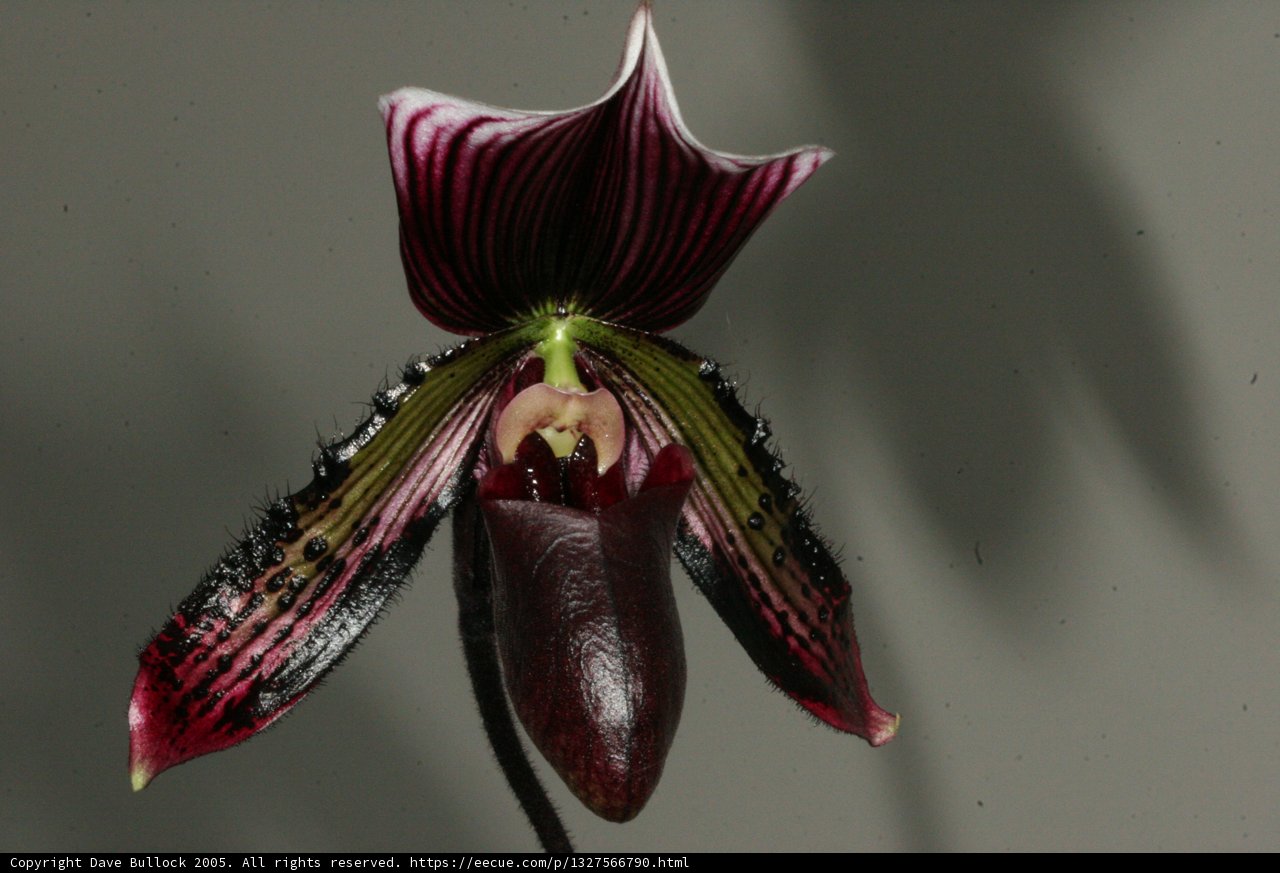 Striking Red and Black Orchid