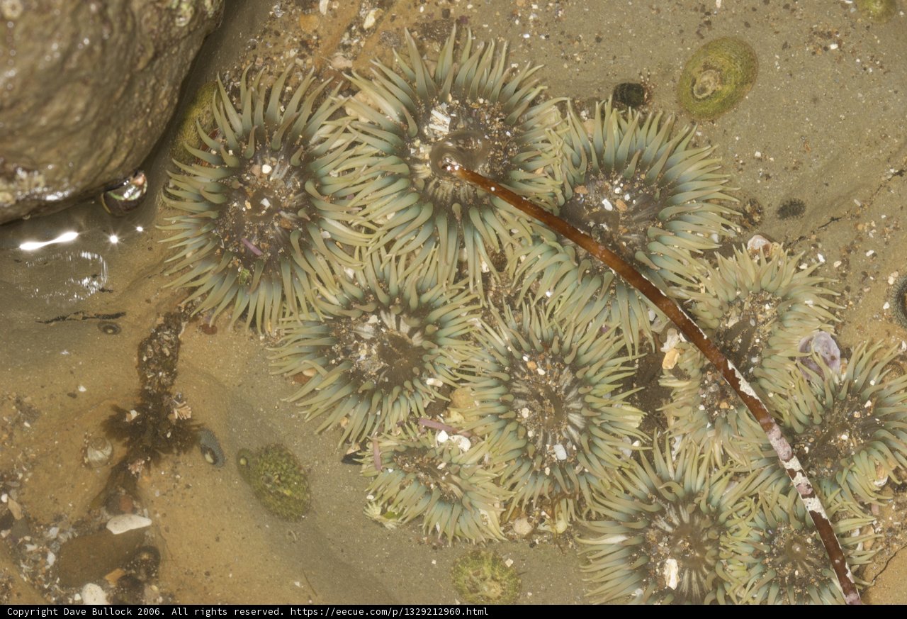 Sea Urchins and Sea Anemones on the Shore