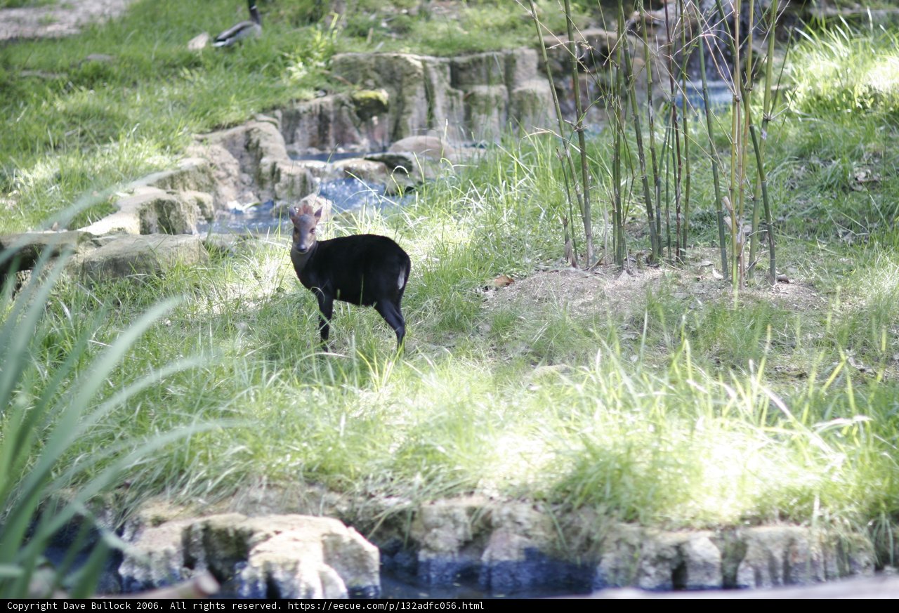 Blackbird by the Stream