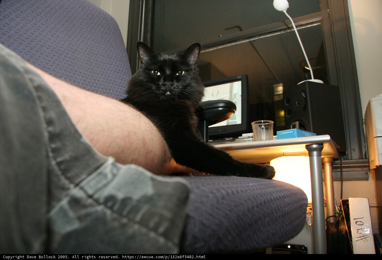 Man and his Feline Friend