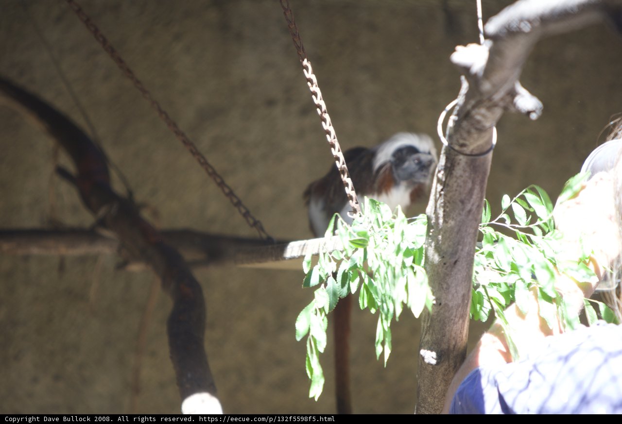 Monkey Business at the Zoo
