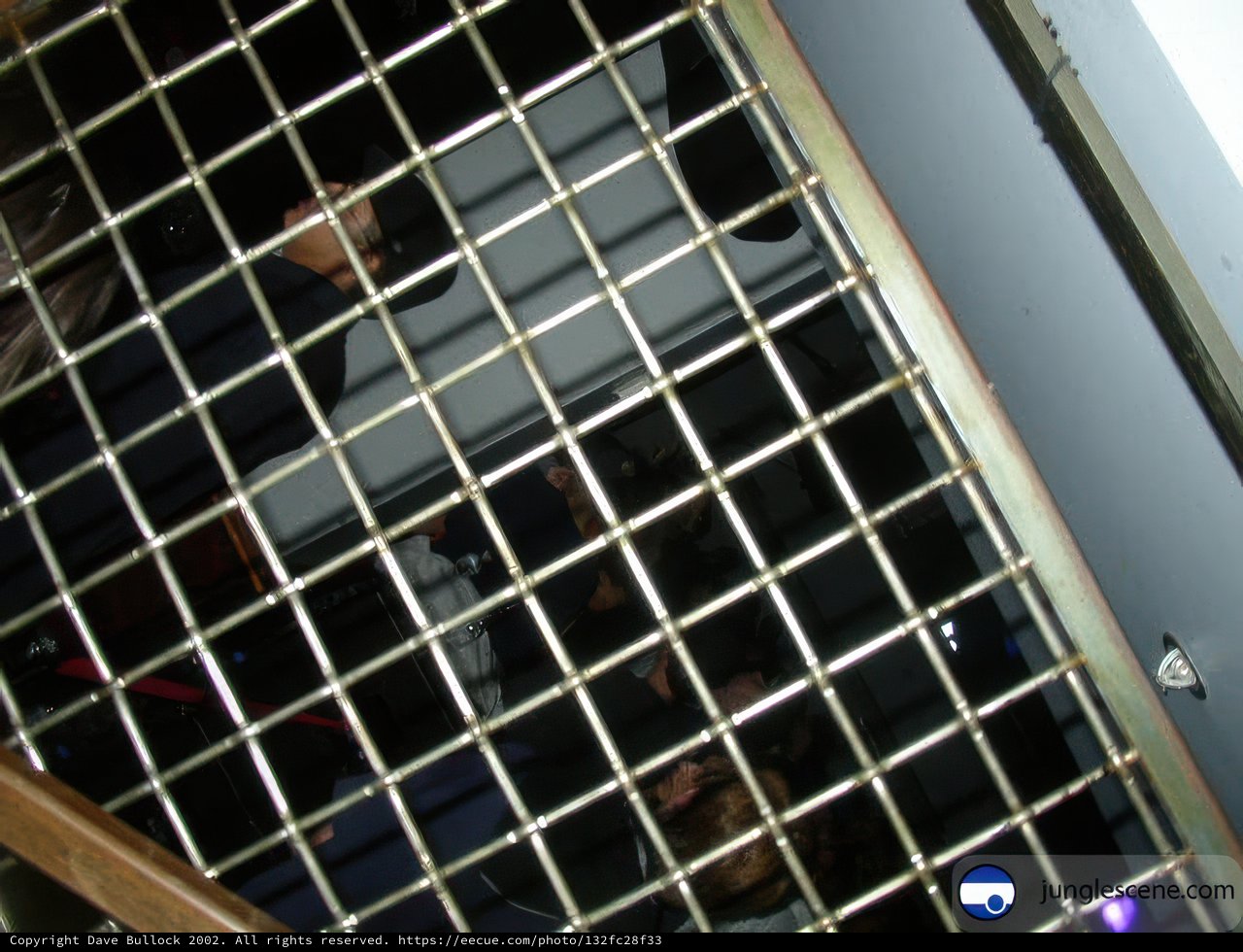 The Man and the Metal Cage