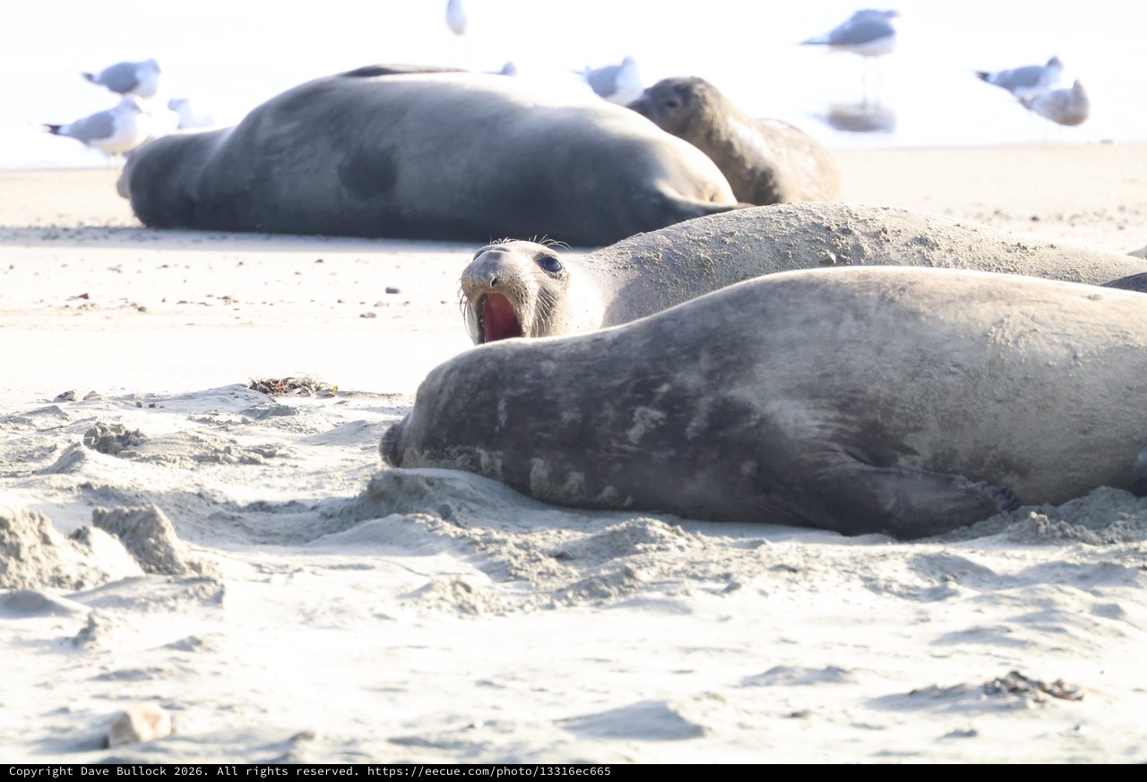 Elephant Seal Colony Resting on Sandy Beach