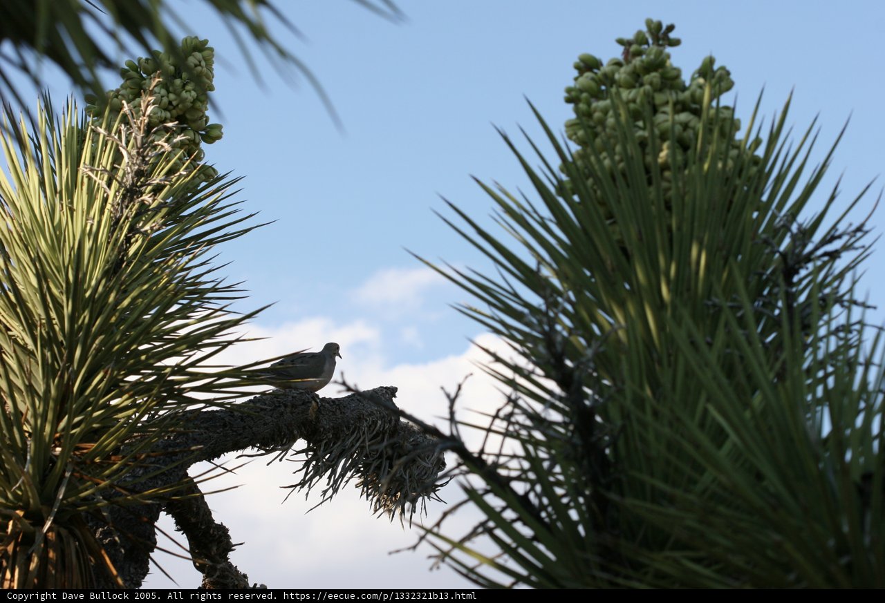 Serene Avian on a Palm Tree Branch