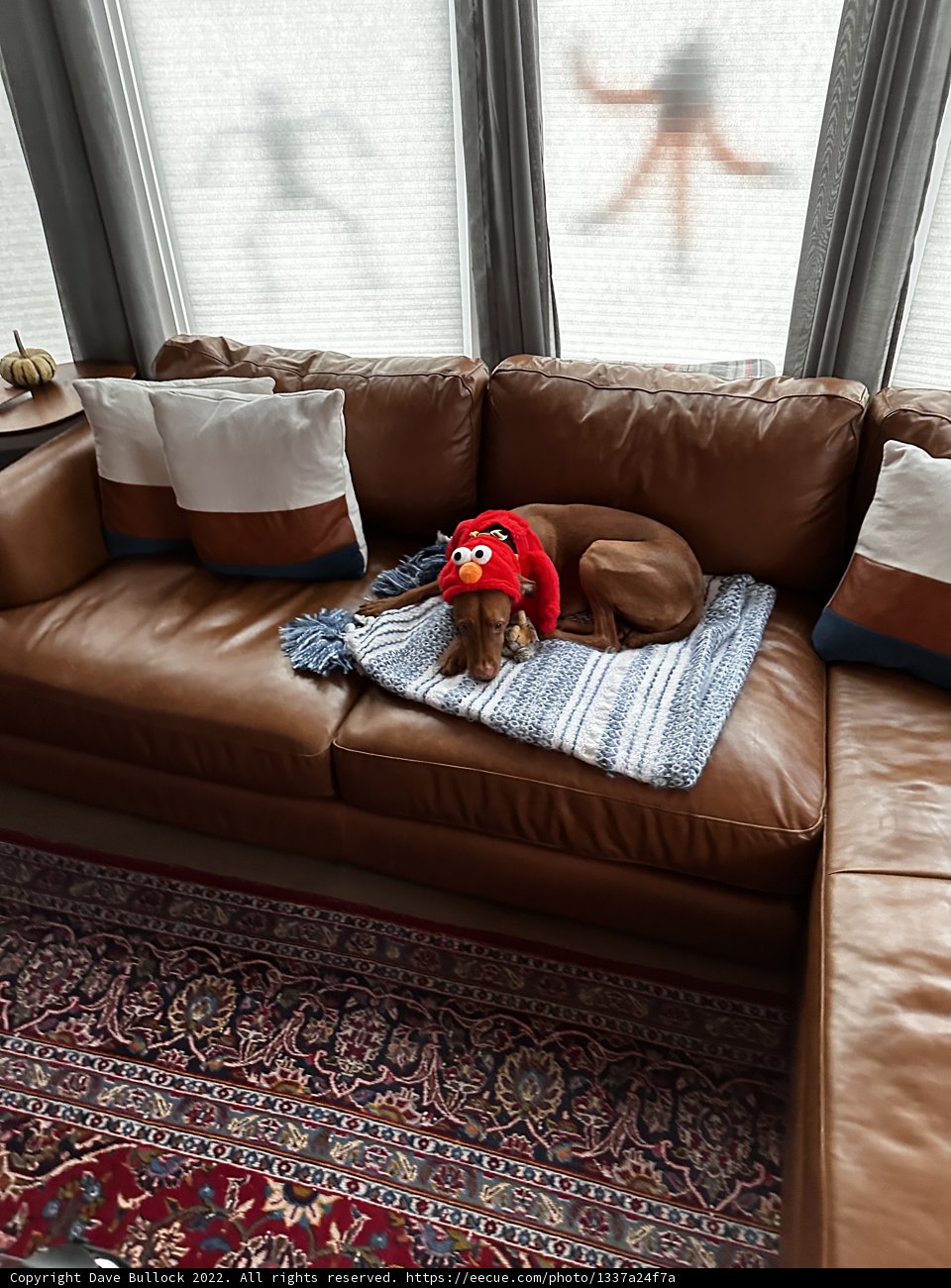 Cozy Canine Couch Potato