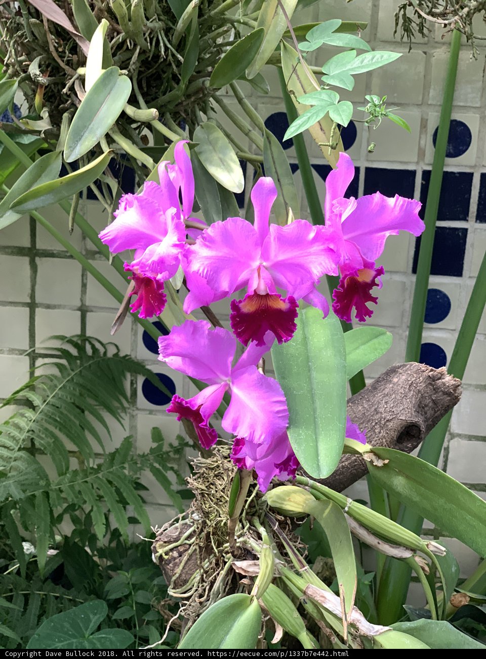 Stunning Purple Orchid in the Garden