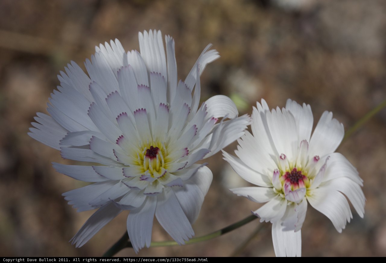 Sunny Daisies