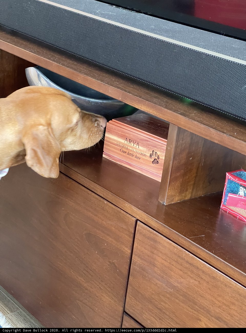 Inquisitive Dog Explores Stained Hardwood Sideboard