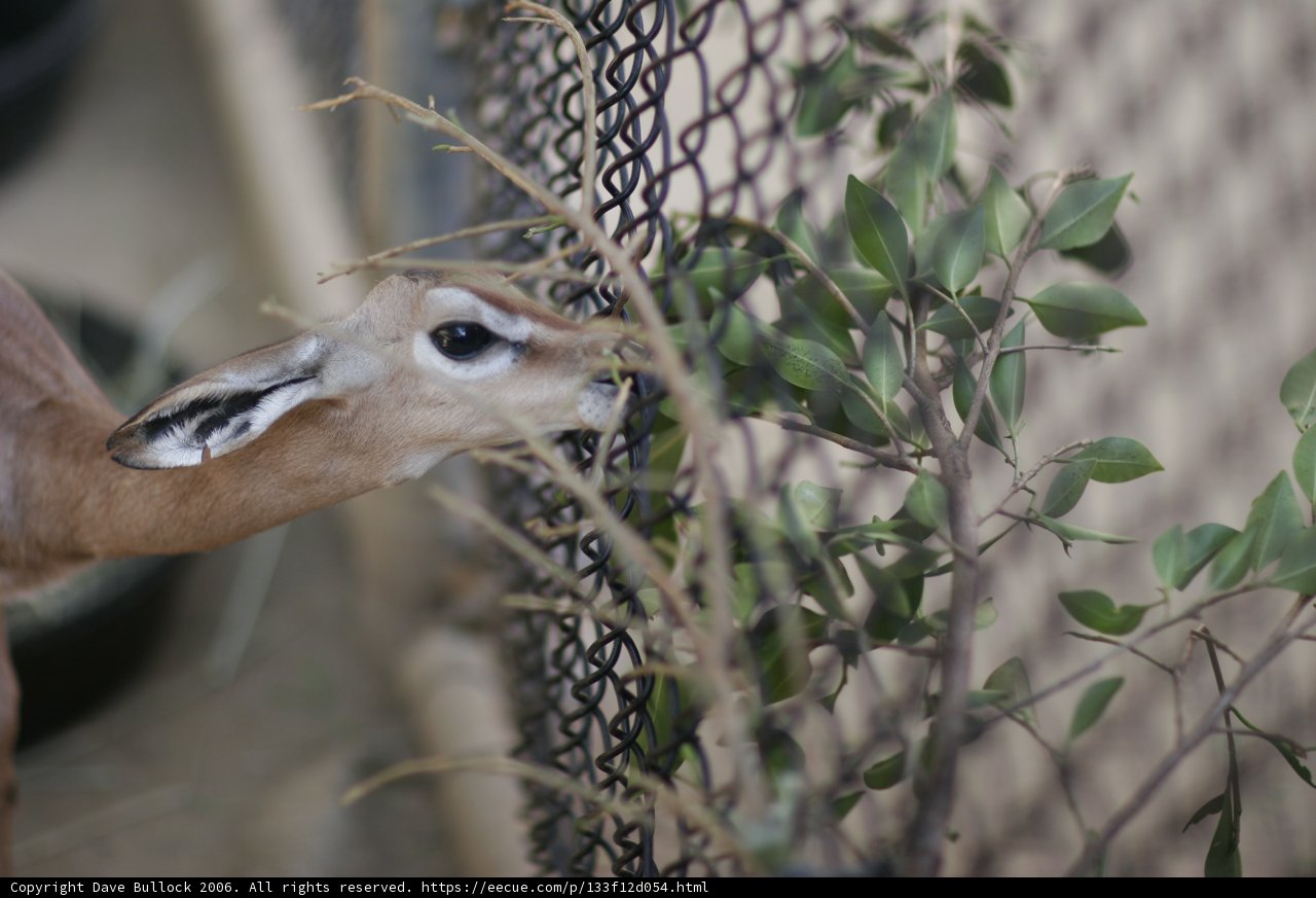 Impala enjoying some tree leaves