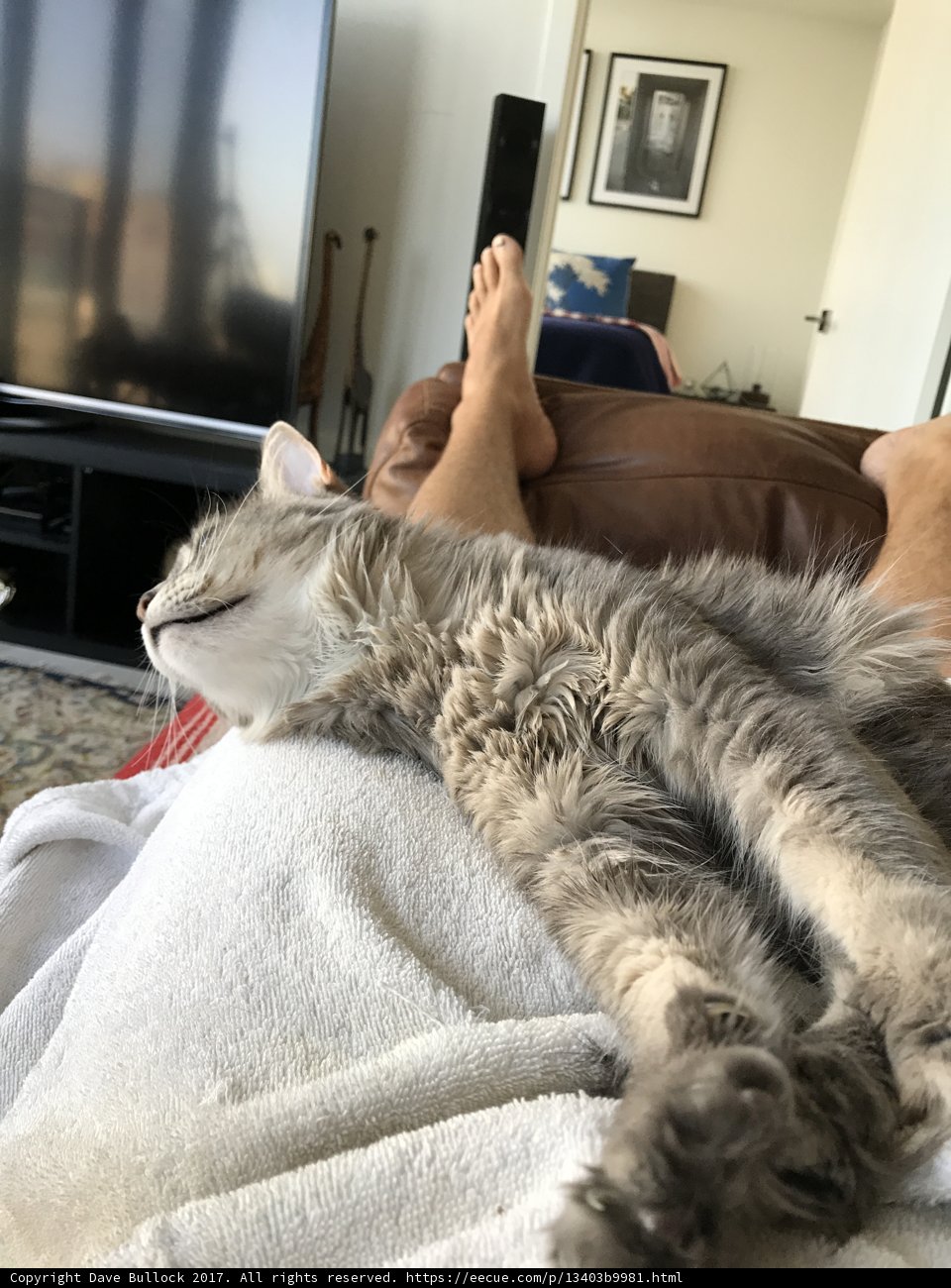 Cozy Afternoon with a Feline Friend