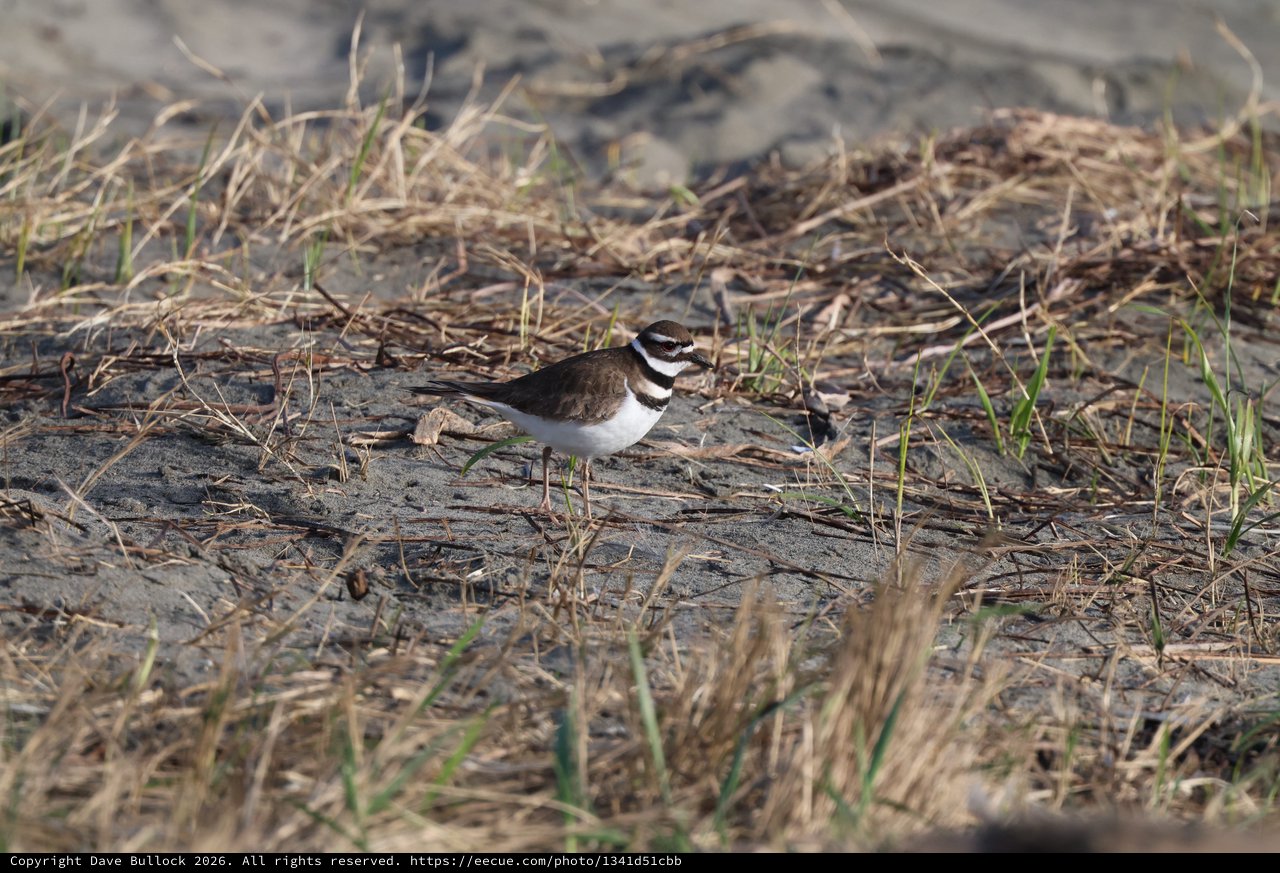 Killdeer Shorebird on Sandy Beach Habitat