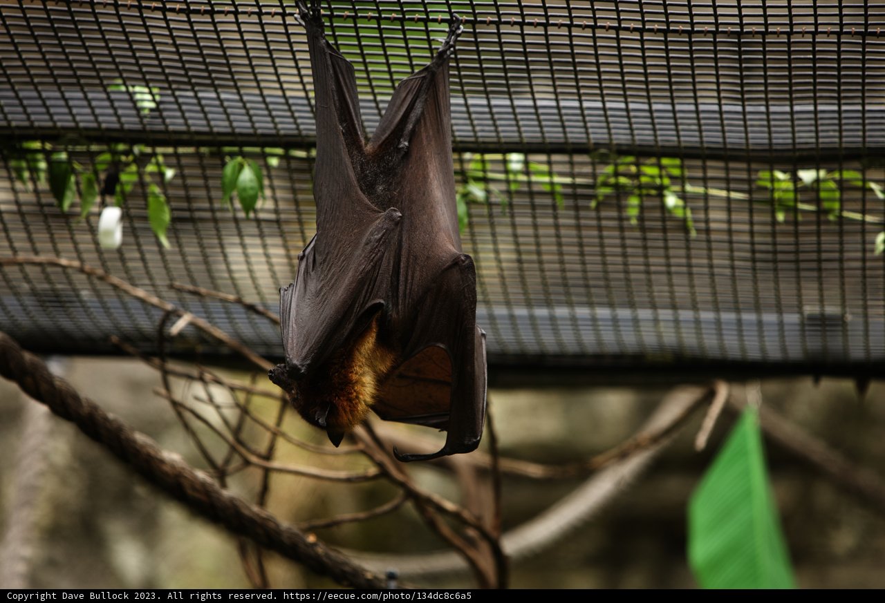 The Upside-Down Resident of Oakland Zoo
