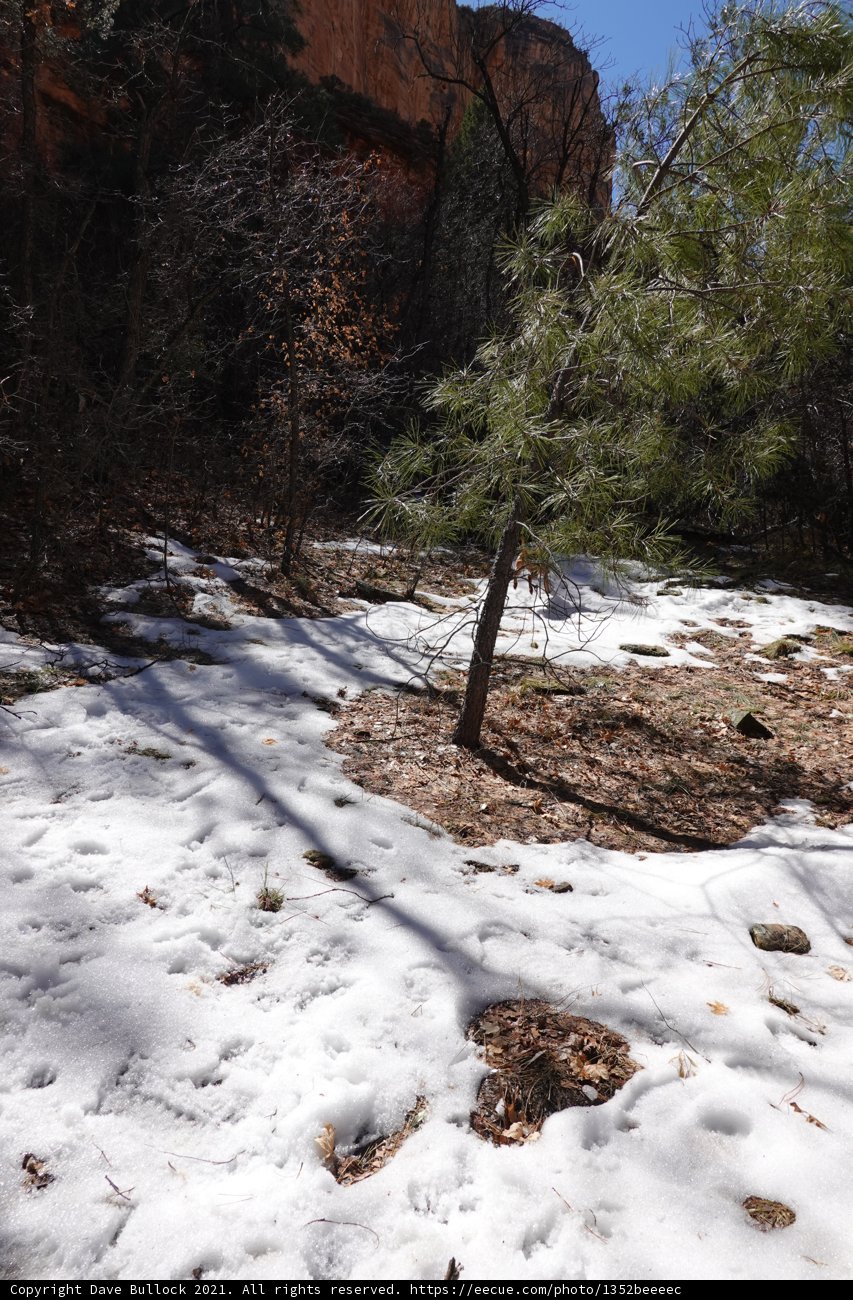Snowy Path through the Mountain Grove