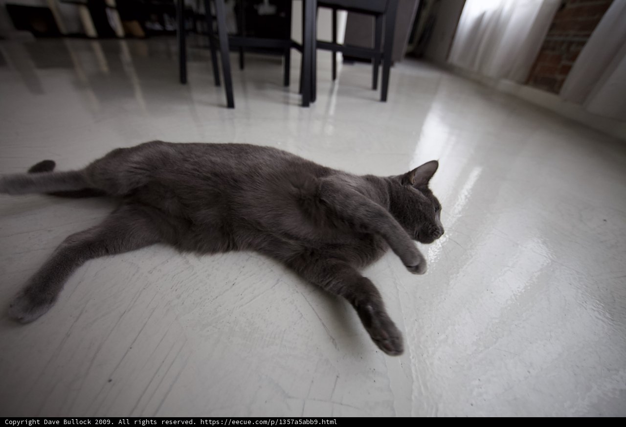 Lazy Afternoon on the Hardwood Floor