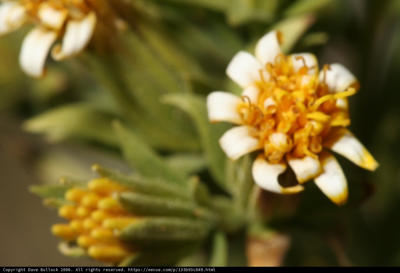 Yellow and White Daisy Close Up