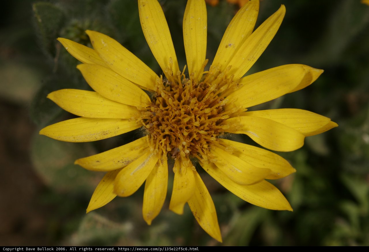 Golden Bloom