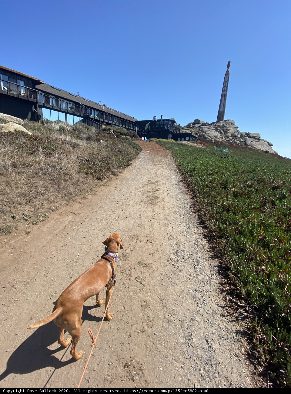 Walking with my Vizsla in Jenner
