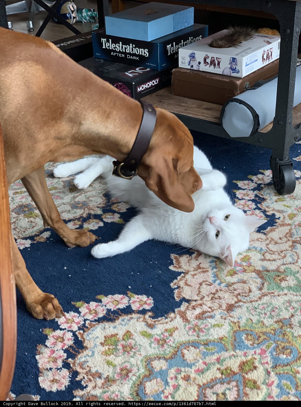 Furry Friends' Playtime