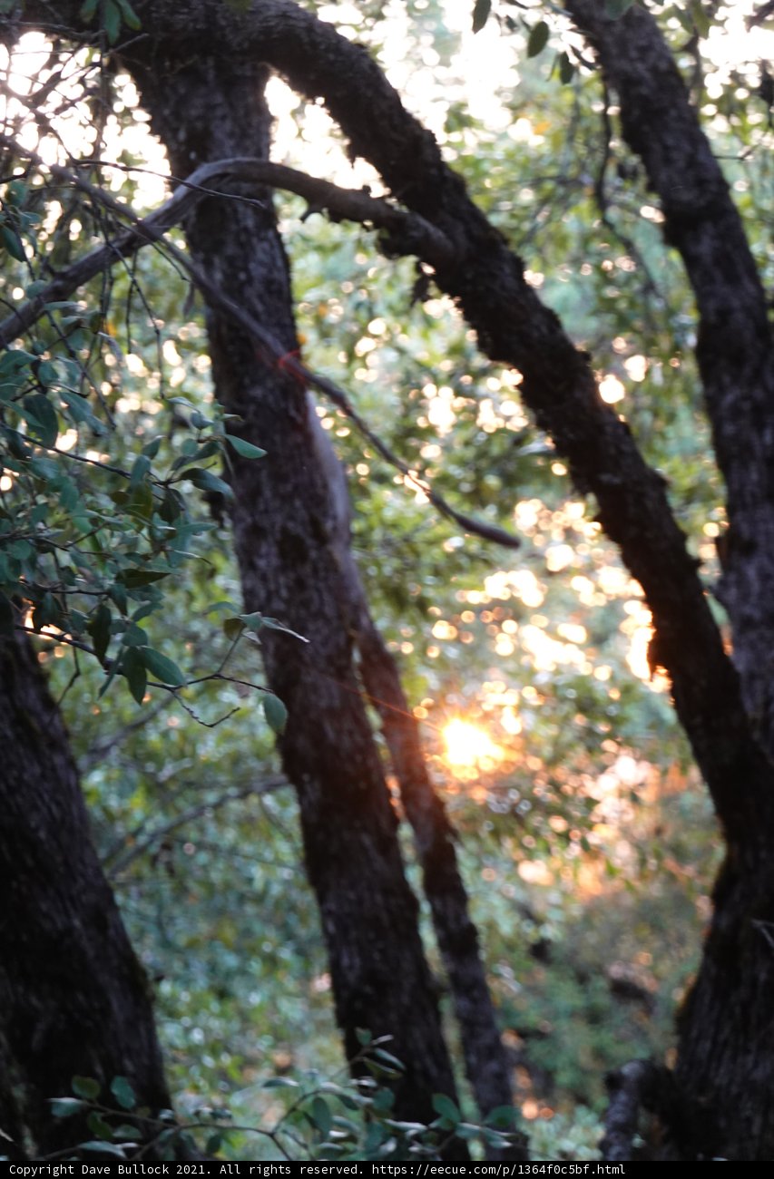Bear in the Sunlight