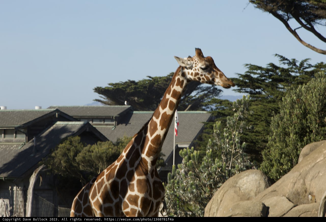 Urban Wilderness: An Unexpected Skyline Visitor