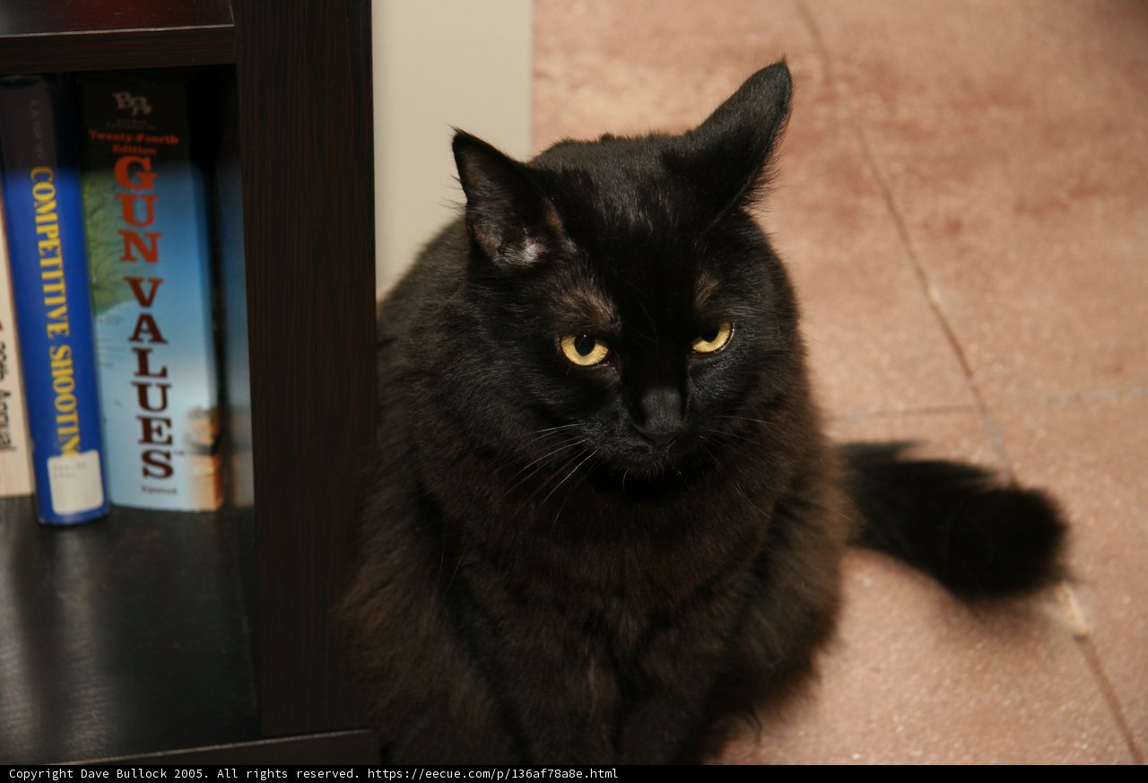 The Studious Feline