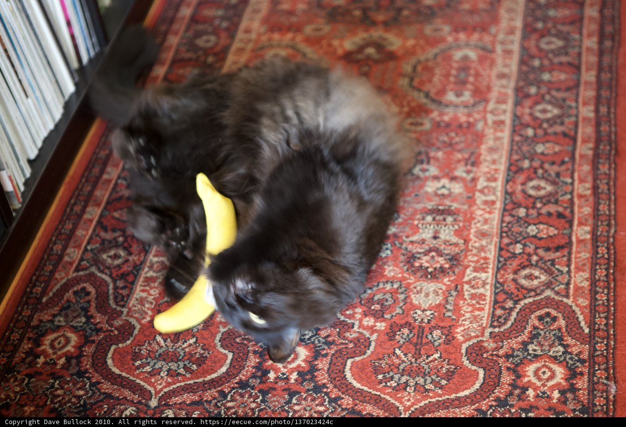 Playful Cat and a Yellow Banana on Hardwood Floor