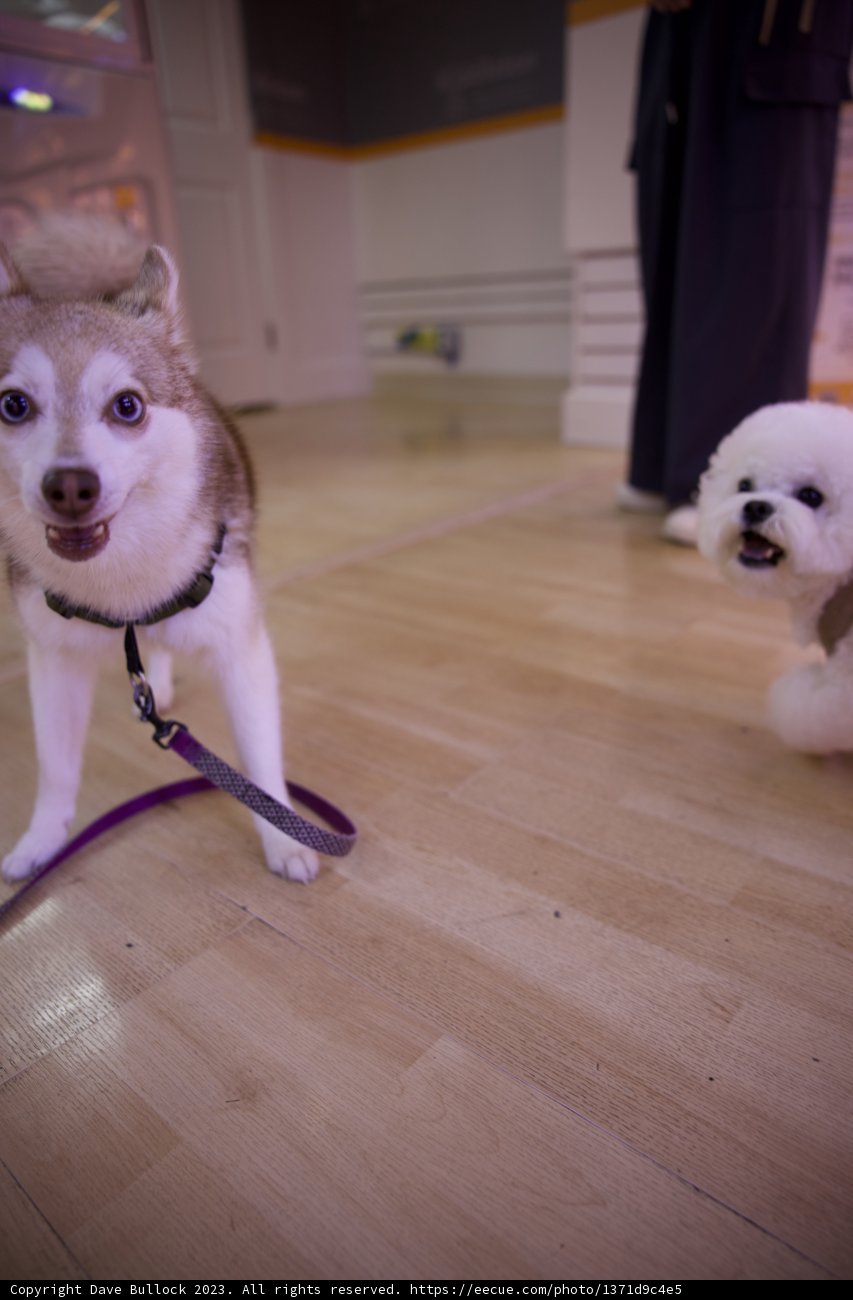 A Canine Moment in Japan Town Skyela, 2023