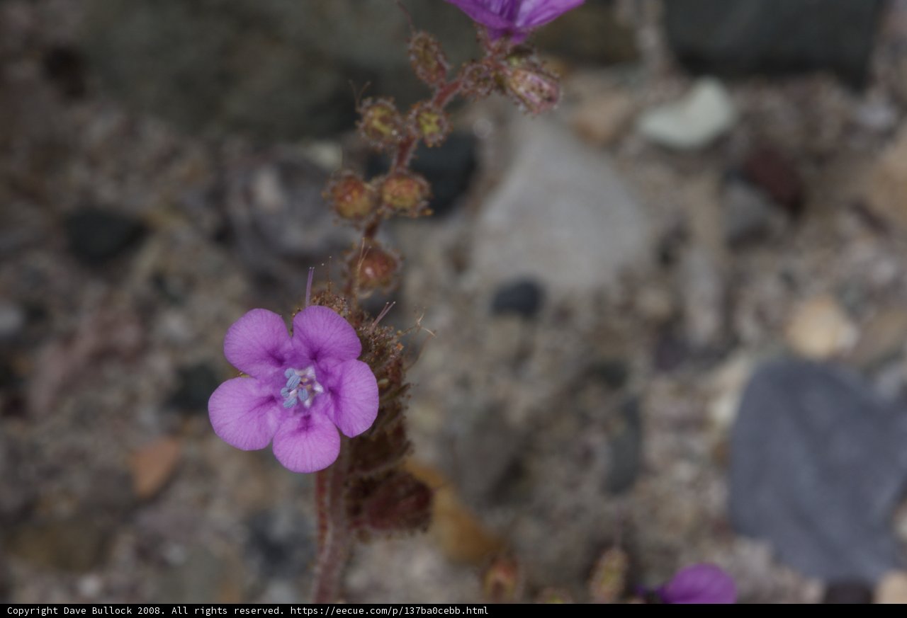 A Geranium Blooms in the Desert Sands