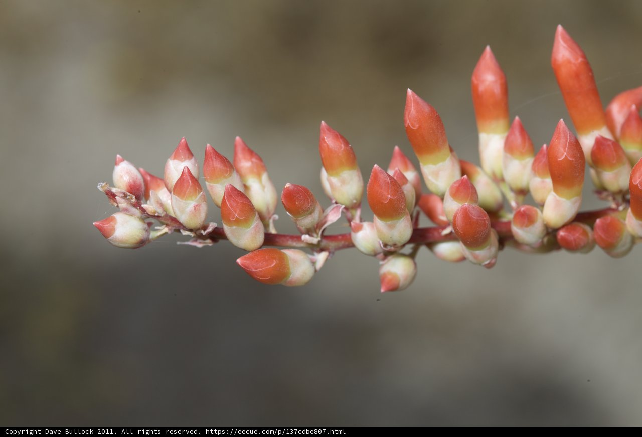 A Beautiful Bud in Bloom
