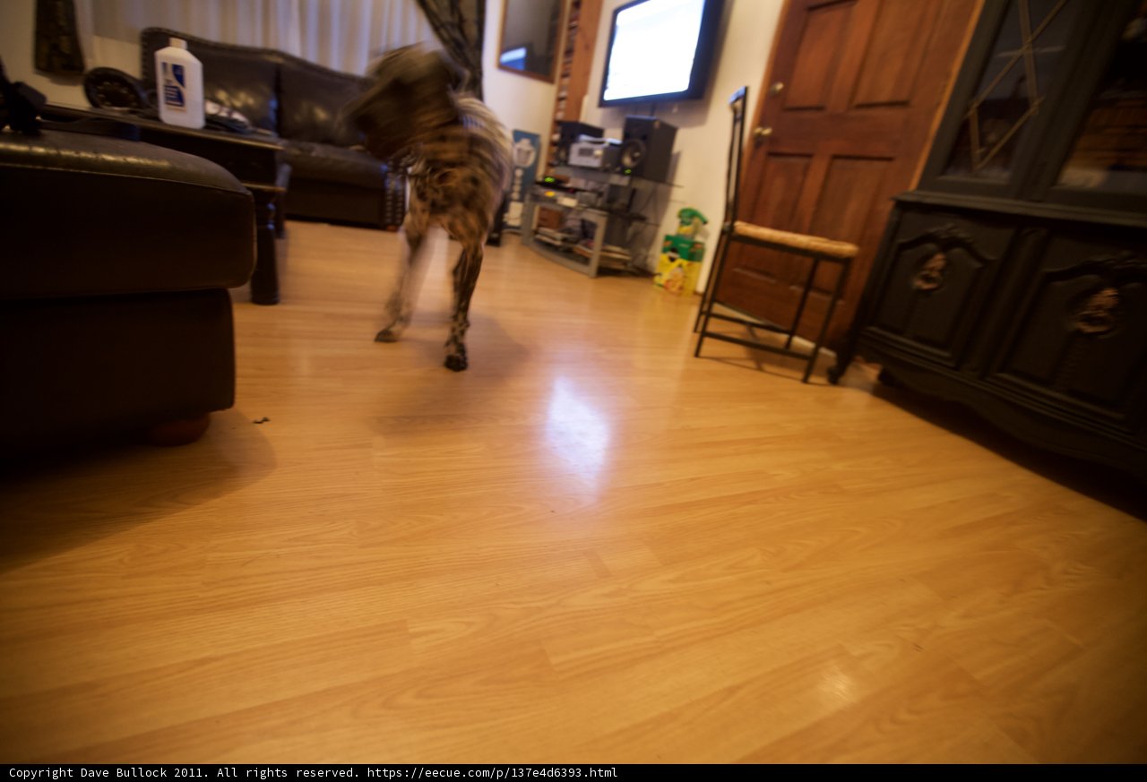 Furry Feet on Hardwood Floors