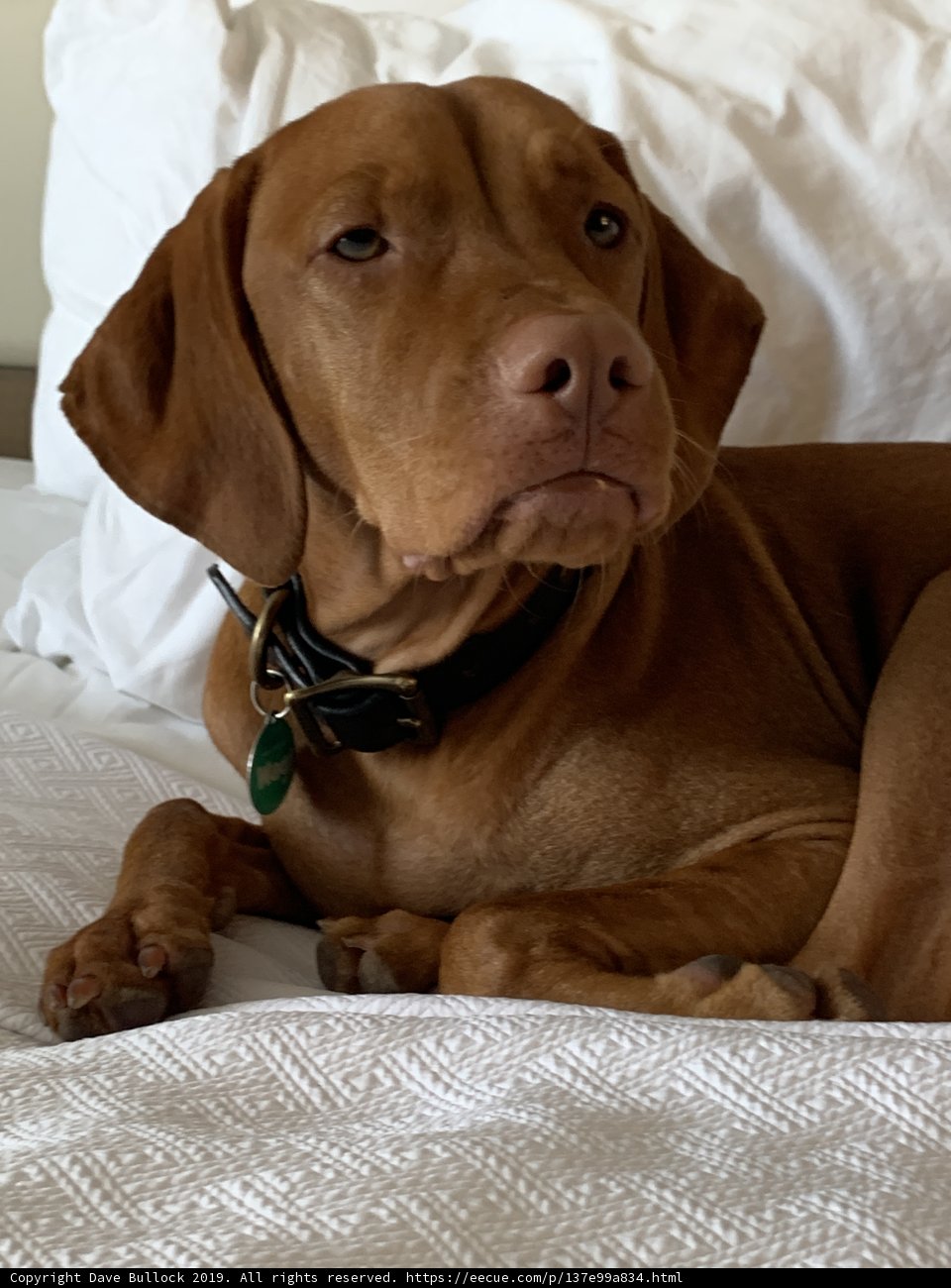 Canine Comfort