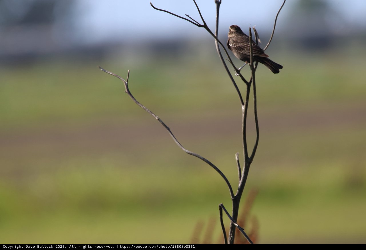 Female Red-Winged Blackbird Perched on Bare Branch