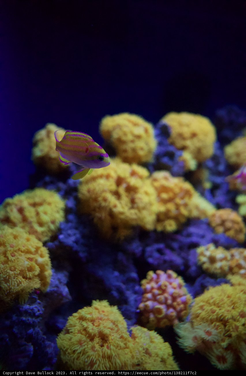 Marine Grace: A Vibrant Encounter at the Academy of Sciences