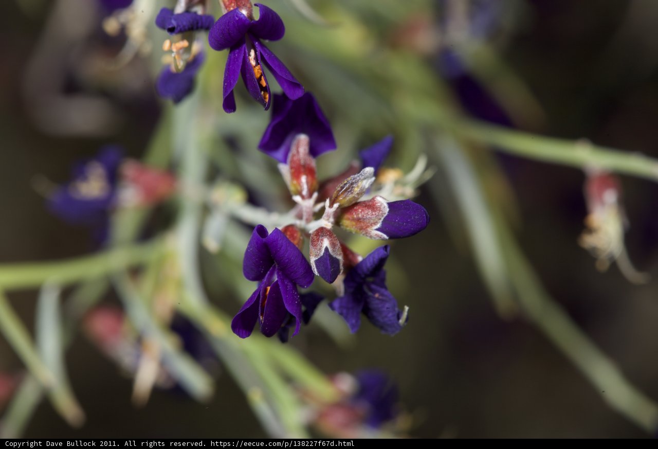 Blooming Beauty