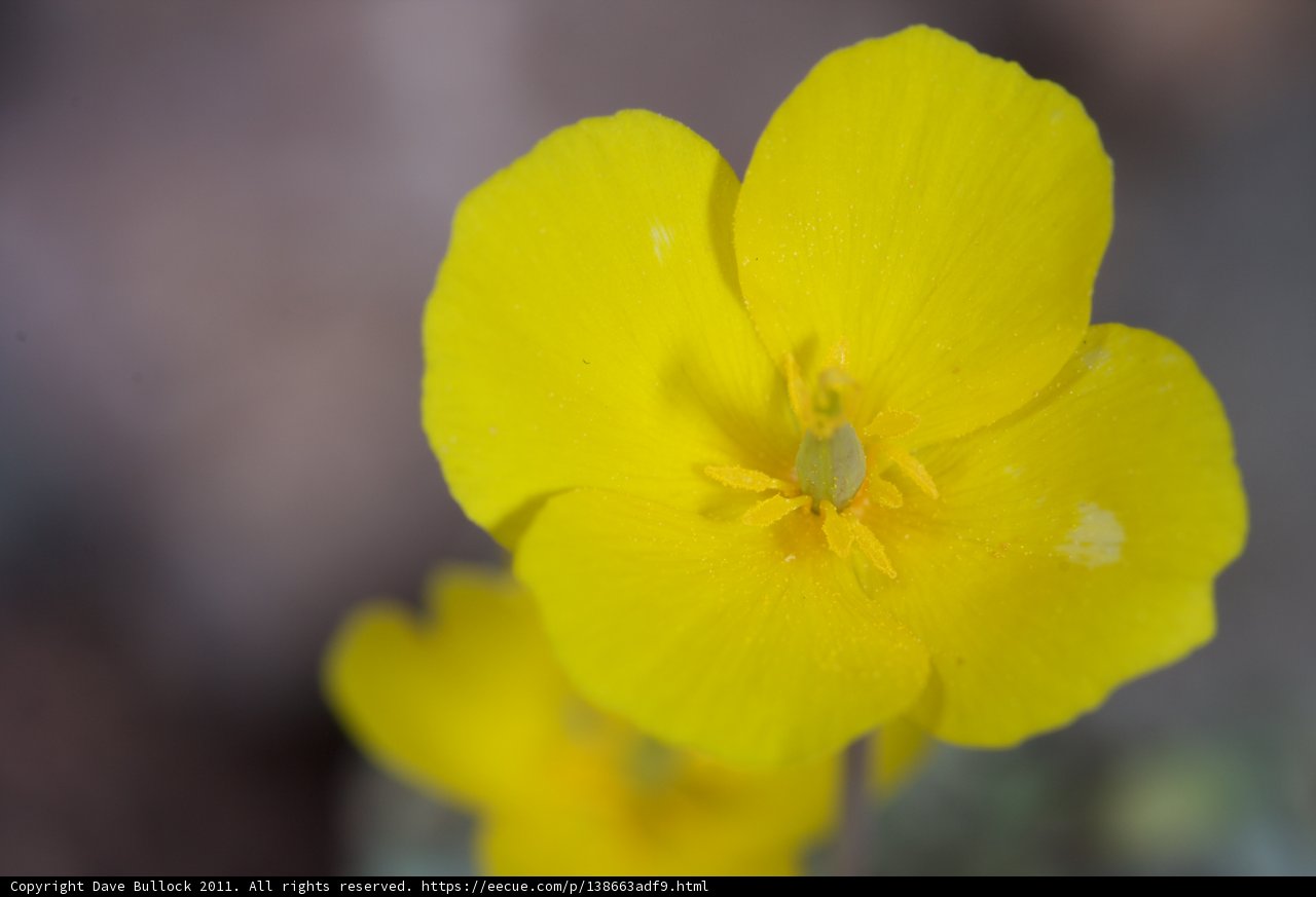 Sunny Geranium Bloom