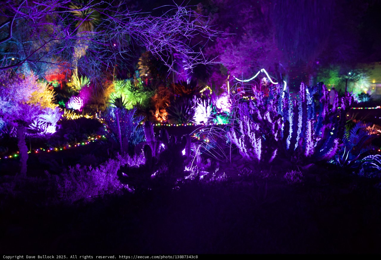 Enchanted Nightfall