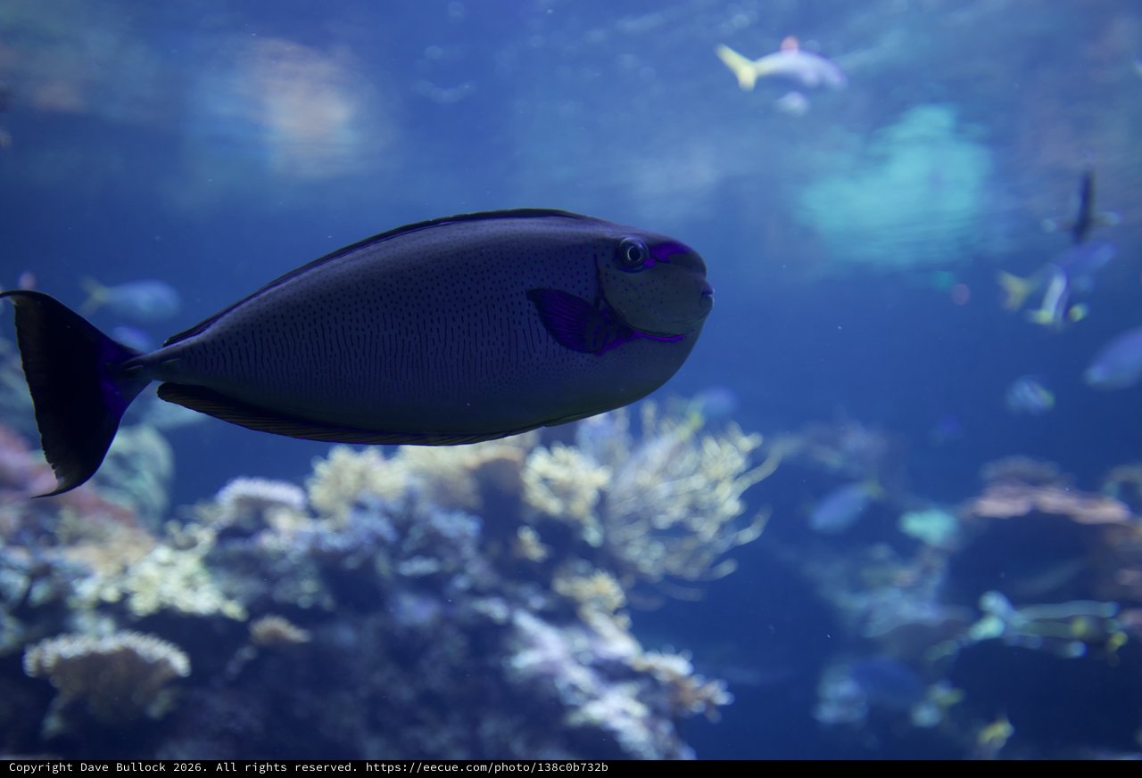Blue Tang Fish Swimming in Coral Reef Aquarium