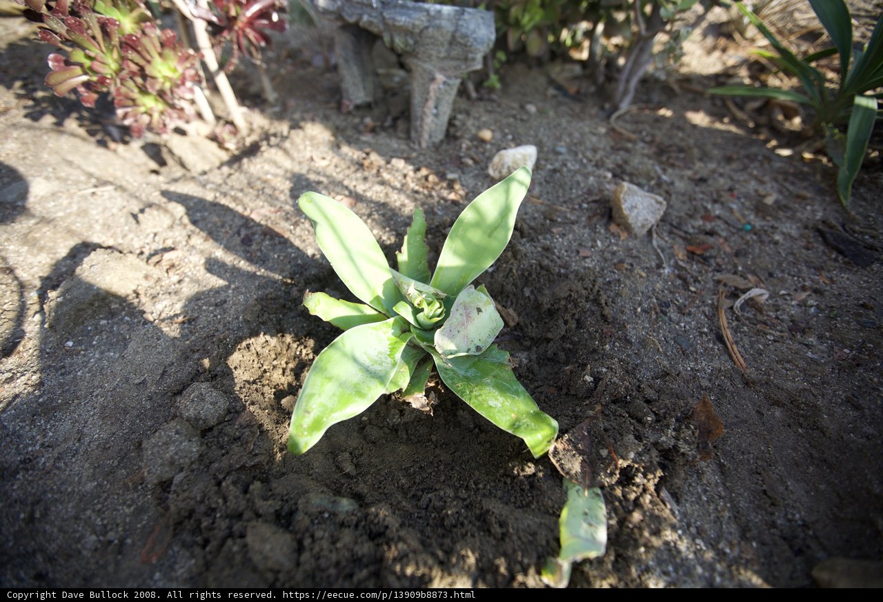 Determination in Dirt