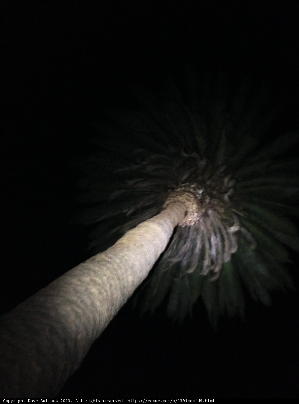Illuminated Palm Tree