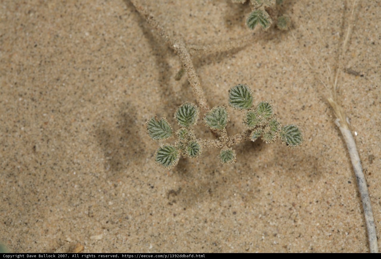 Resilience in the Sands