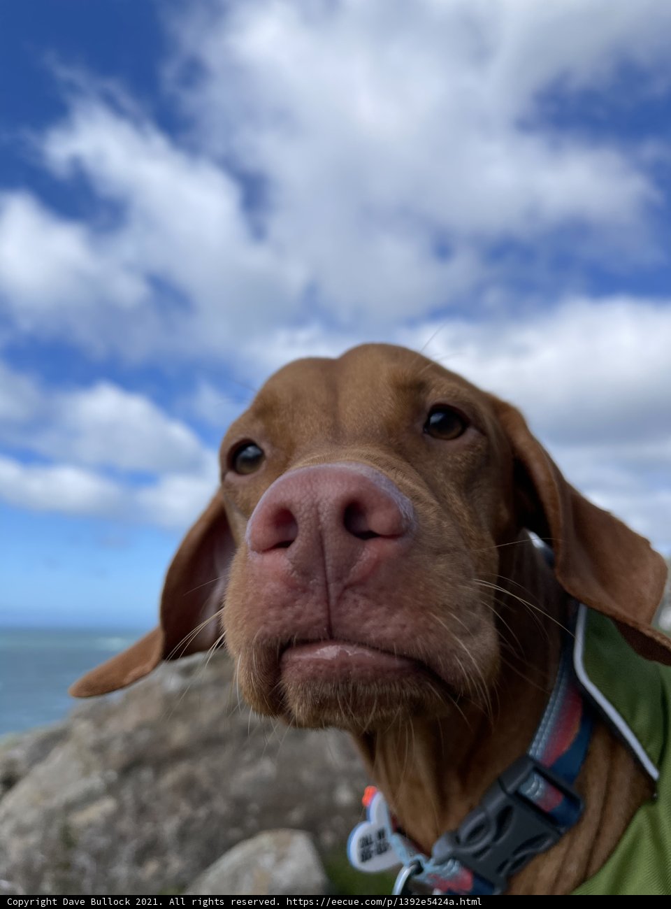 Blue-Collared Canine Contemplates the Clouds